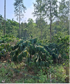 AMMATHI - SUGUNA U N-030420251