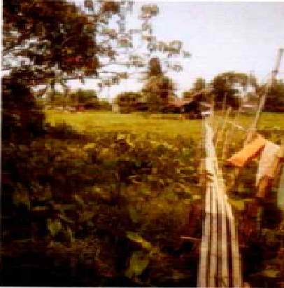 AMMOTEXT -080402401002