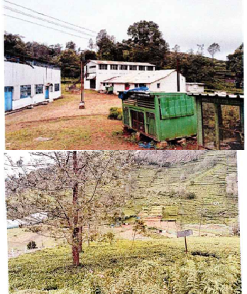 ARAVENU SPRINGDALE 129241