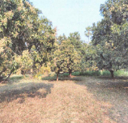 Doctors Choice foot Wear002