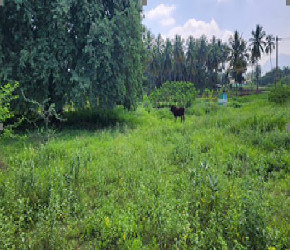 KSR Leathers 2024002