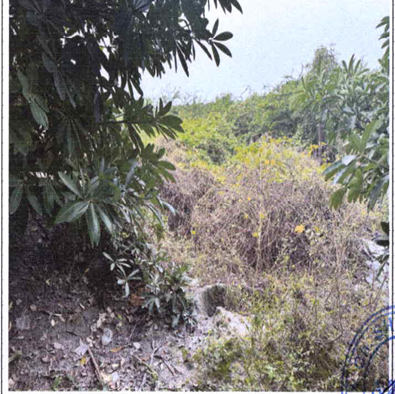 Ms Sri Sai Padmavathi Traders-16032402