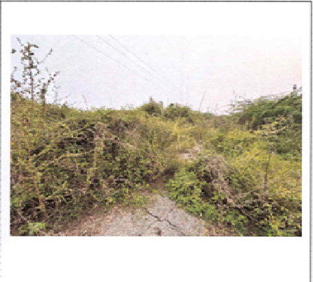 Sindhuraruna Vighraham Cotton1903024001